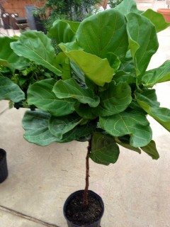 Welcome to Sherwood's Forest Nursery and Garden Center - Fiddle Leaf Fig Tree